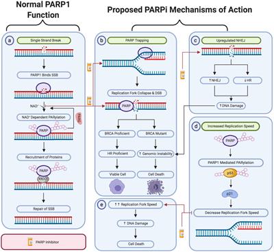 PARP Inhibitors: Clinical Relevance, Mechanisms of Action and Tumor Resistance